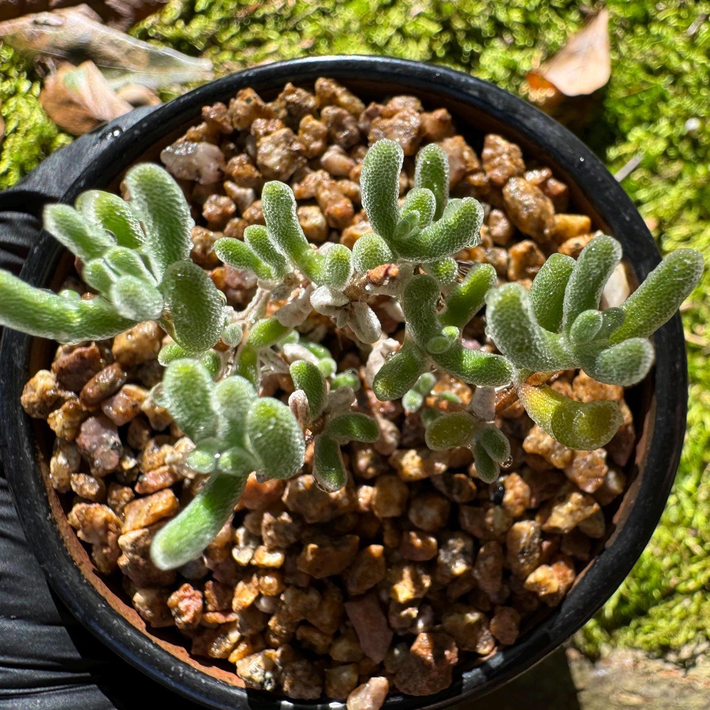 Drosanthemum 'Diamond', mini size, Bare Root, Imported Rare Succulent, live plant