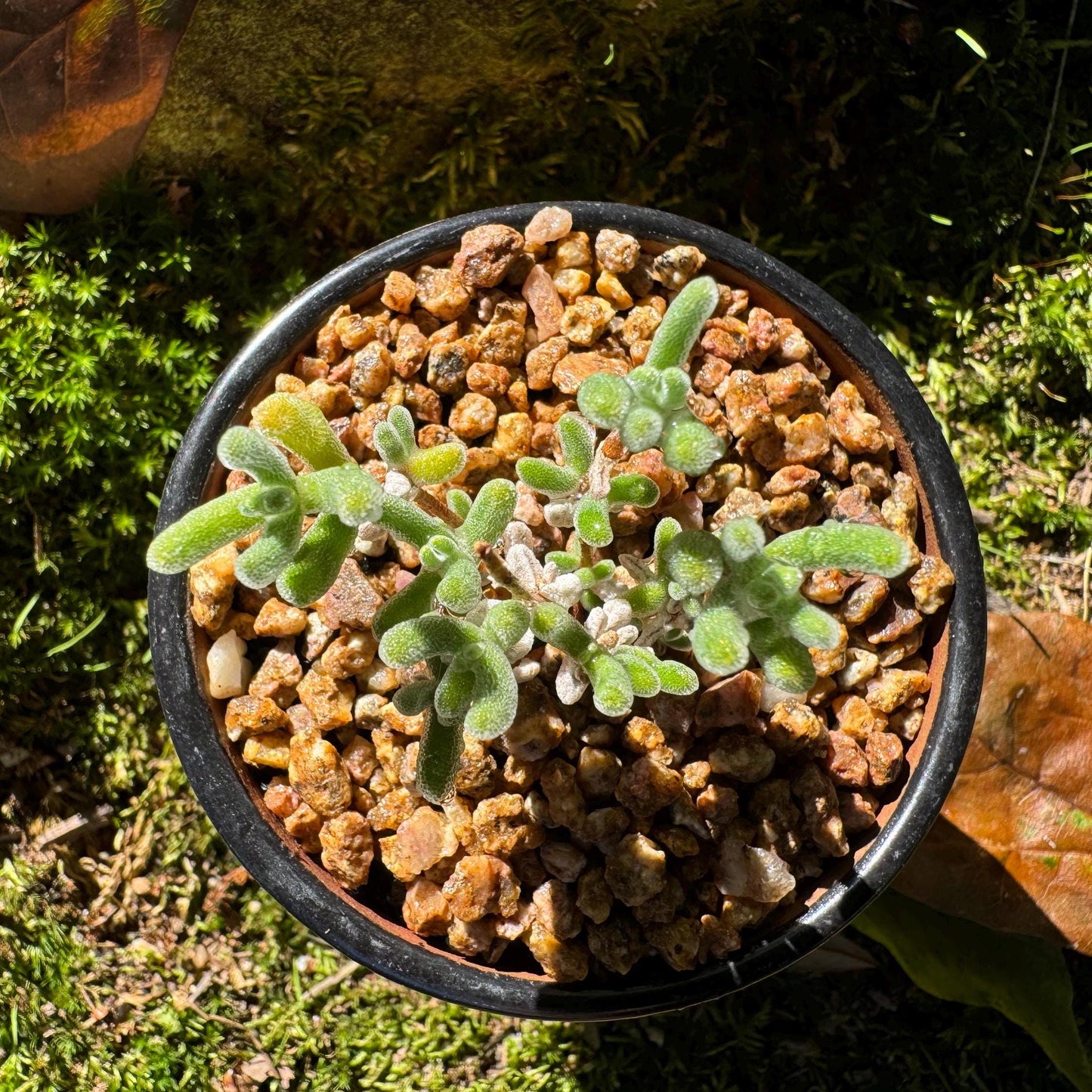 Drosanthemum 'Diamond', mini size, Bare Root, Imported Rare Succulent, live plant