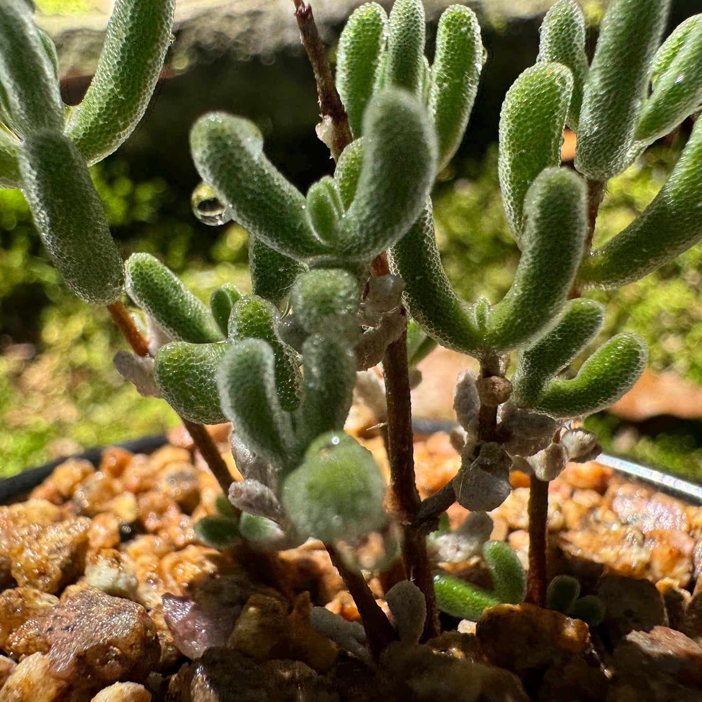 Drosanthemum 'Diamond', mini size, Bare Root, Imported Rare Succulent, live plant