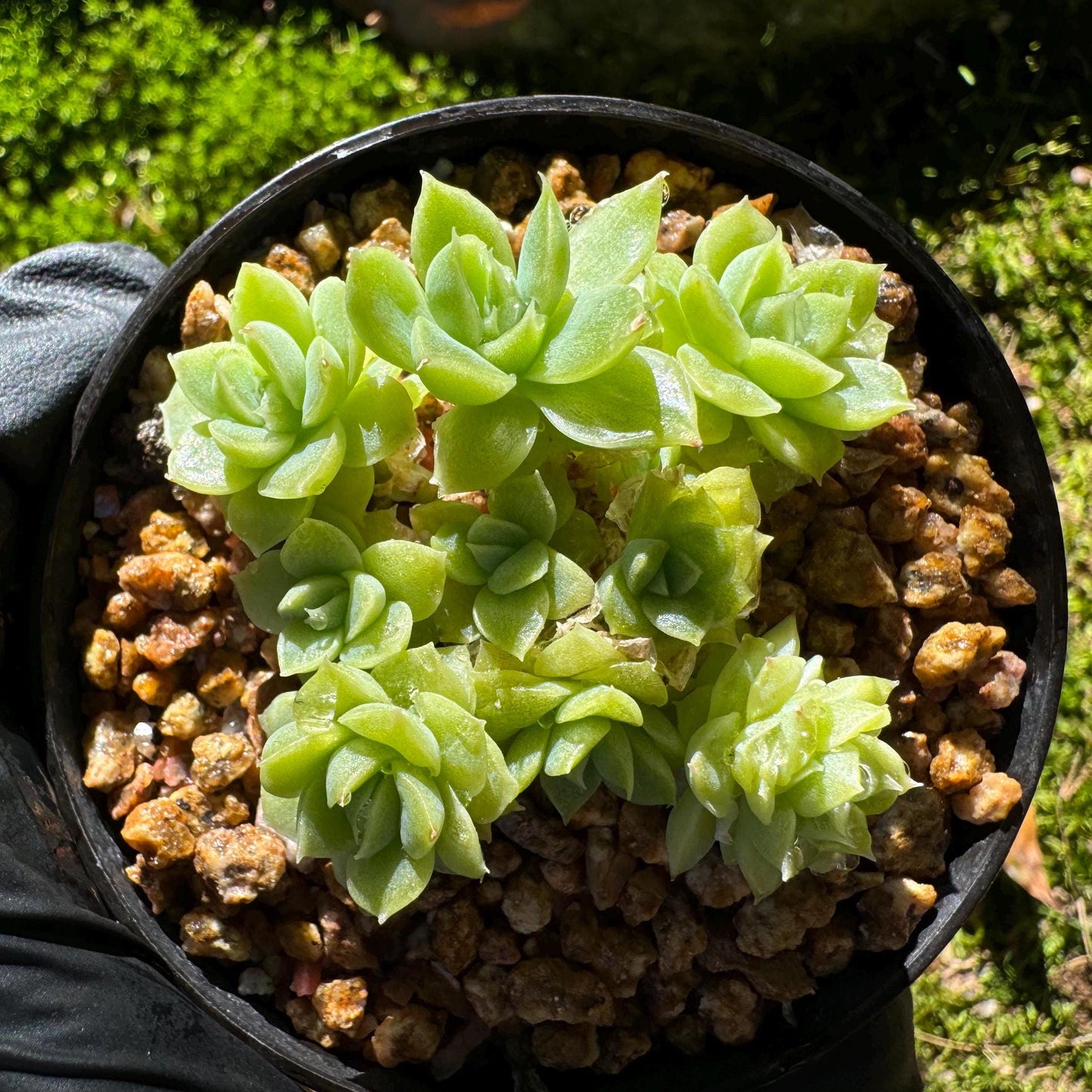 Echeveria 'Malgan sp.', small size, 2.0 inches, New Hybrid, Bare Root, Imported Rare Succulent, live plant