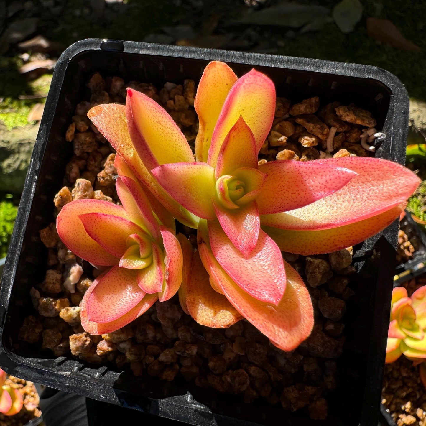 Crassula 'Campfire', 2 heads, nice color (fade a little in transit), 2 inches, Bare Root, Imported Rare Succulent, live plant