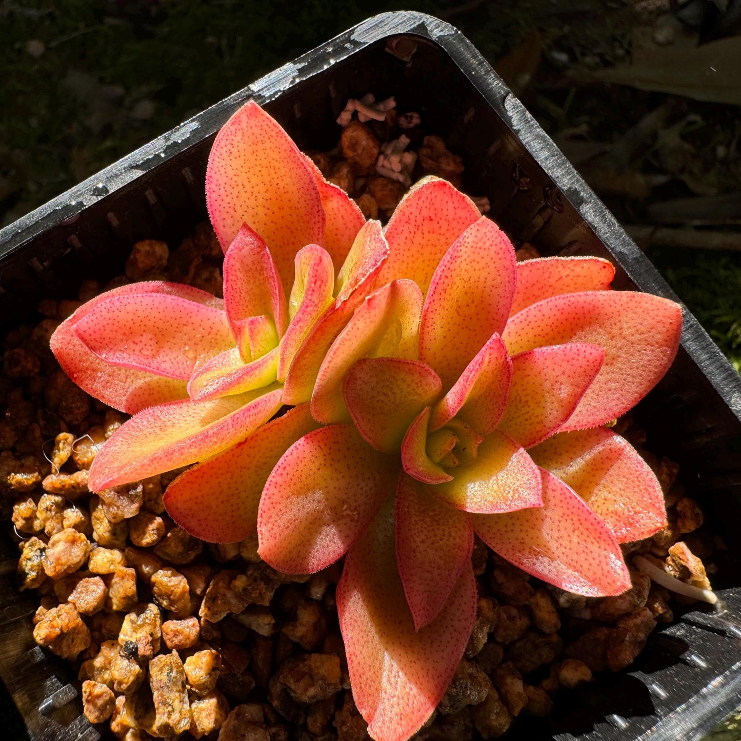 Crassula 'Campfire', 2 heads, nice color (fade a little in transit), 2 inches, Bare Root, Imported Rare Succulent, live plant