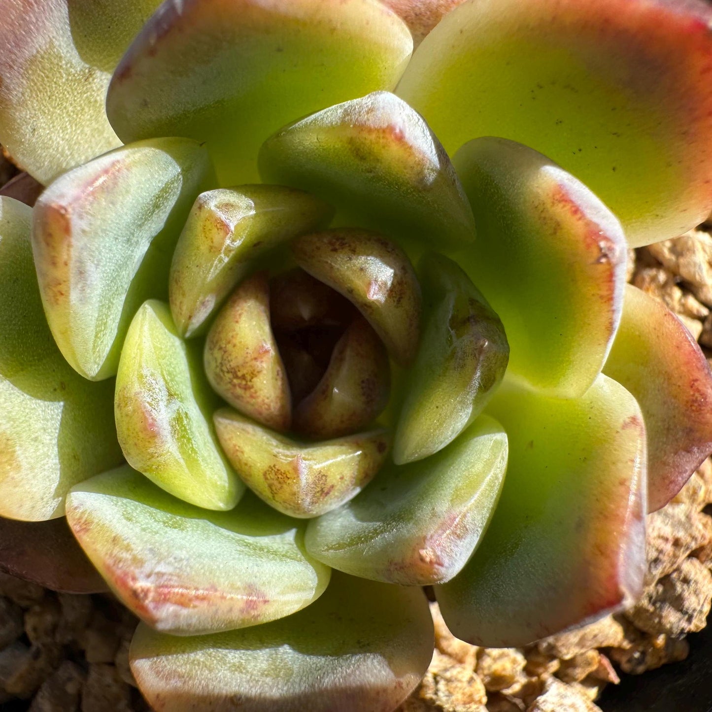 Echeveria 'Baroque', new hybrid, 1.5 inches, small single head, nice color, Bare Root, Imported Rare Succulent, live plant