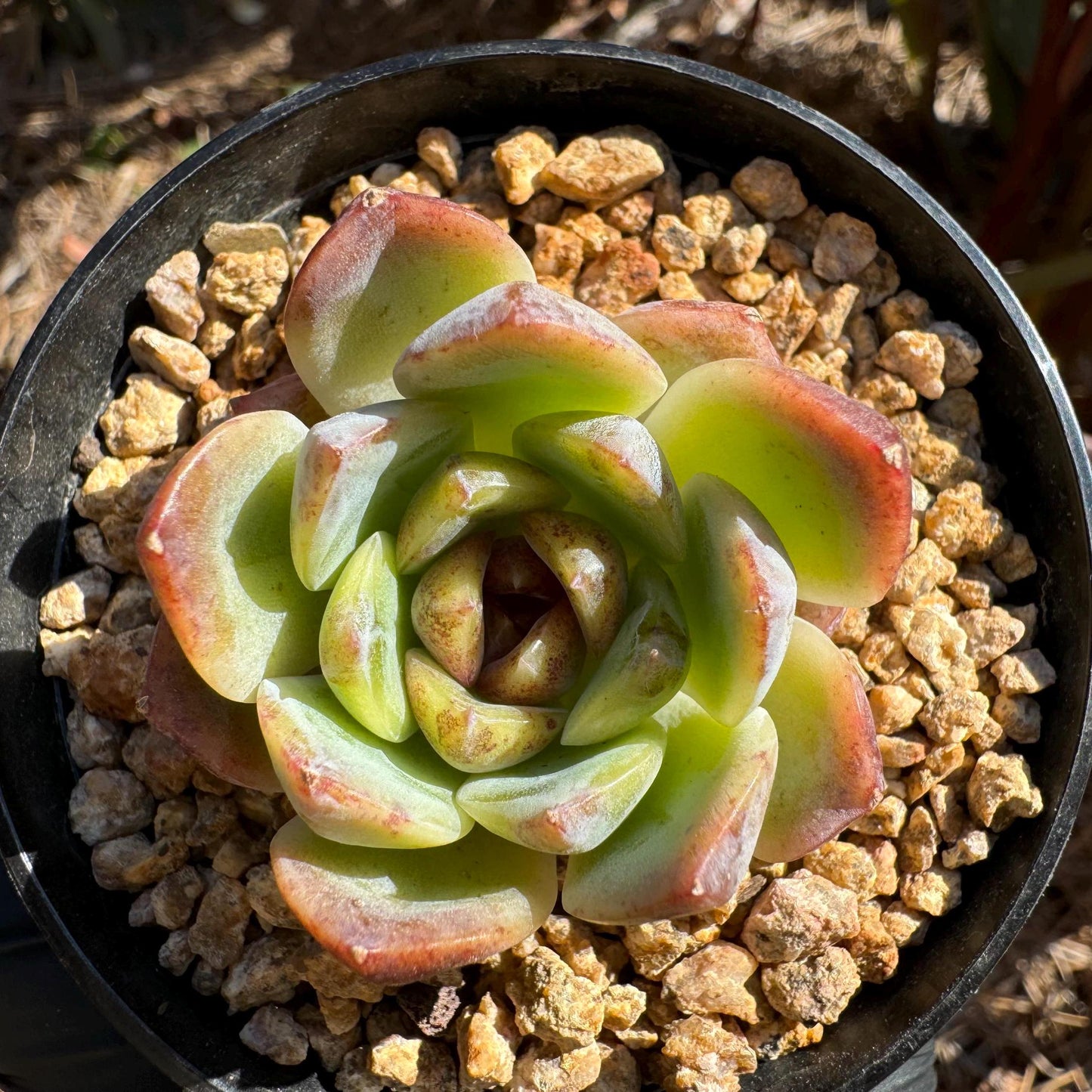 Echeveria 'Baroque', new hybrid, 1.5 inches, small single head, nice color, Bare Root, Imported Rare Succulent, live plant