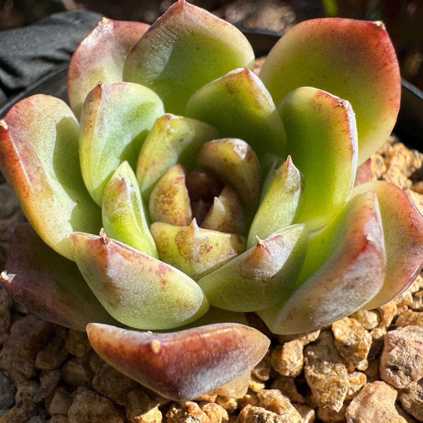 Echeveria 'Baroque', new hybrid, 1.5 inches, small single head, nice color, Bare Root, Imported Rare Succulent, live plant