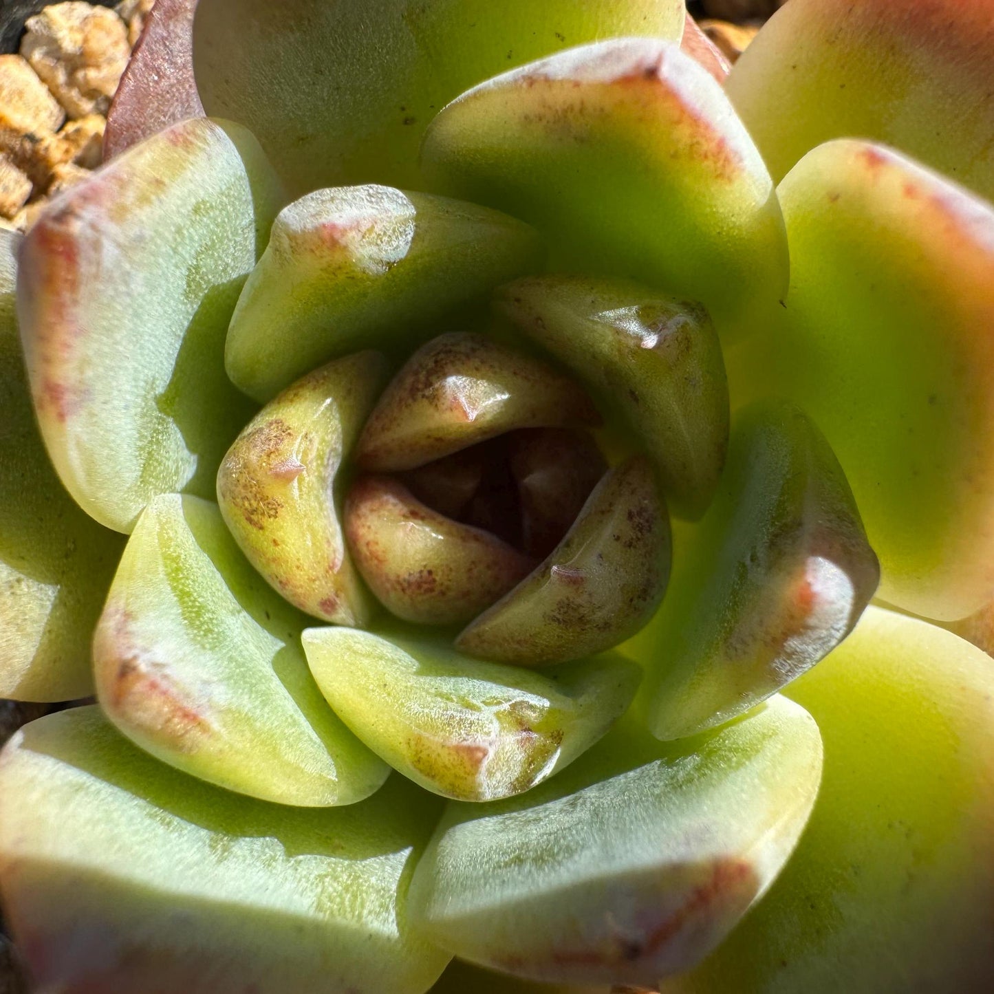 Echeveria 'Baroque', new hybrid, 1.5 inches, small single head, nice color, Bare Root, Imported Rare Succulent, live plant