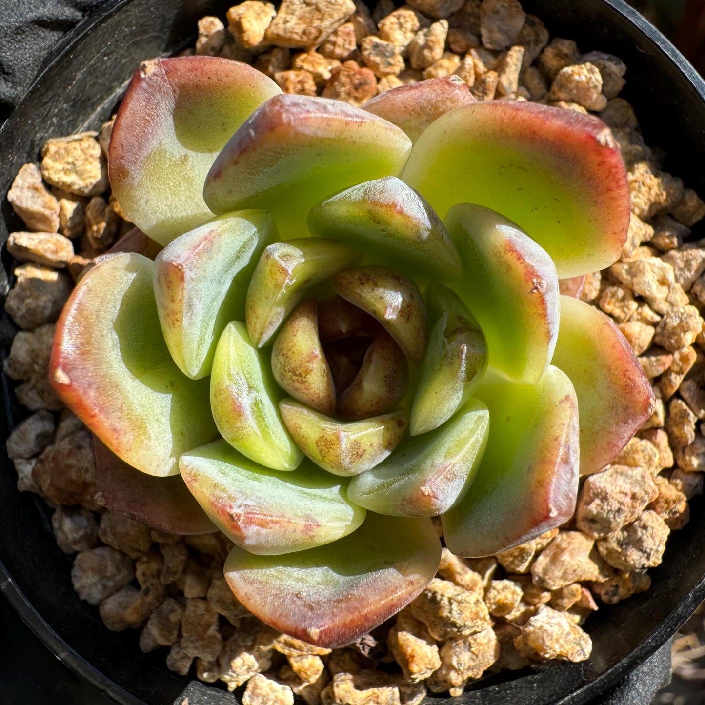 Echeveria 'Baroque', new hybrid, 1.5 inches, small single head, nice color, Bare Root, Imported Rare Succulent, live plant