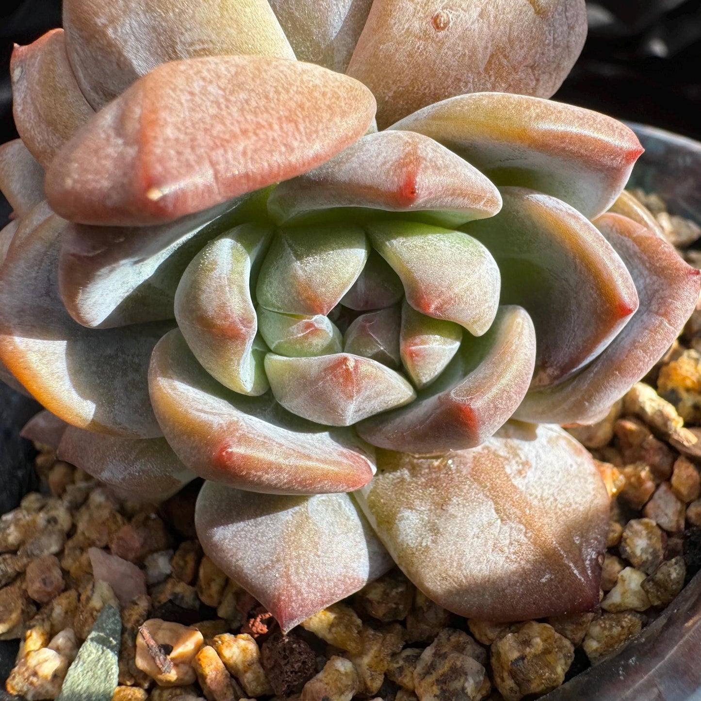 Echeveria 'Orange Monroe’ small cluster, 4 heads, 2.5 inches, nice color, Bare Root, Imported Rare Succulent, live plant