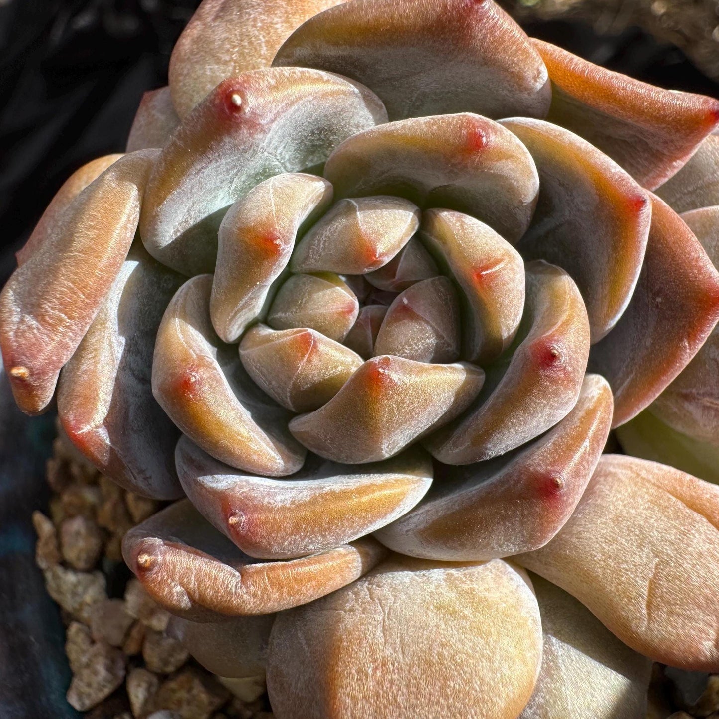 Echeveria 'Orange Monroe’ small cluster, 4 heads, 2.5 inches, nice color, Bare Root, Imported Rare Succulent, live plant