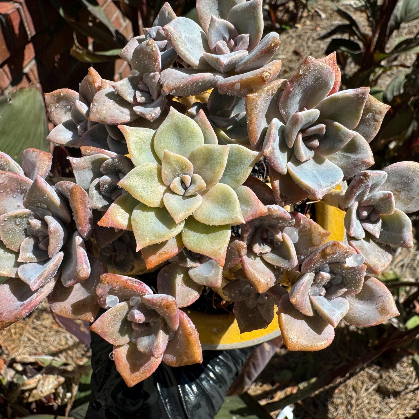 Graptoveria 'Mrs. Richards' cluster, (it maybe a separated cluster) high quality, Imported Rare Succulent, nice color