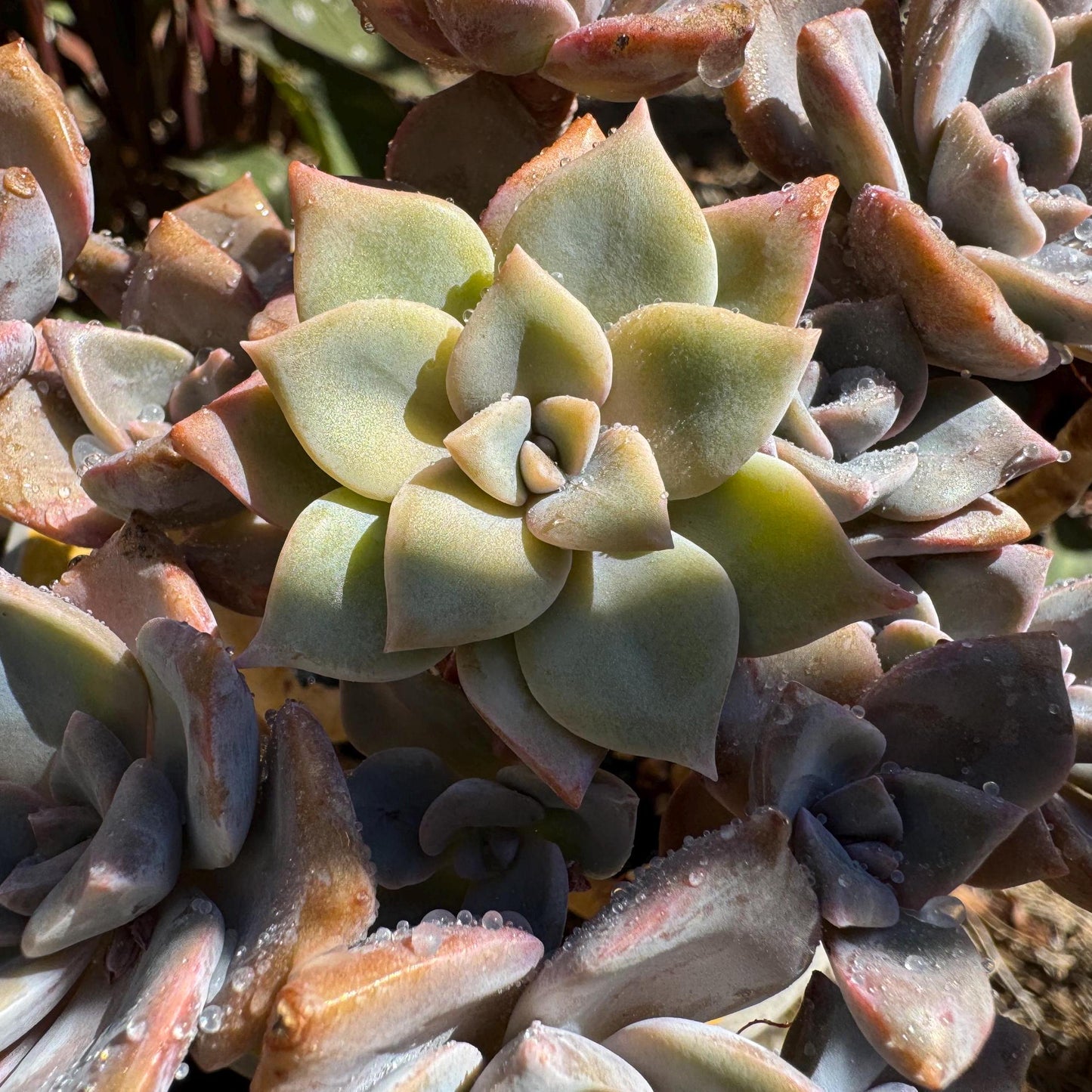 Graptoveria 'Mrs. Richards' cluster, (it maybe a separated cluster) high quality, Imported Rare Succulent, nice color