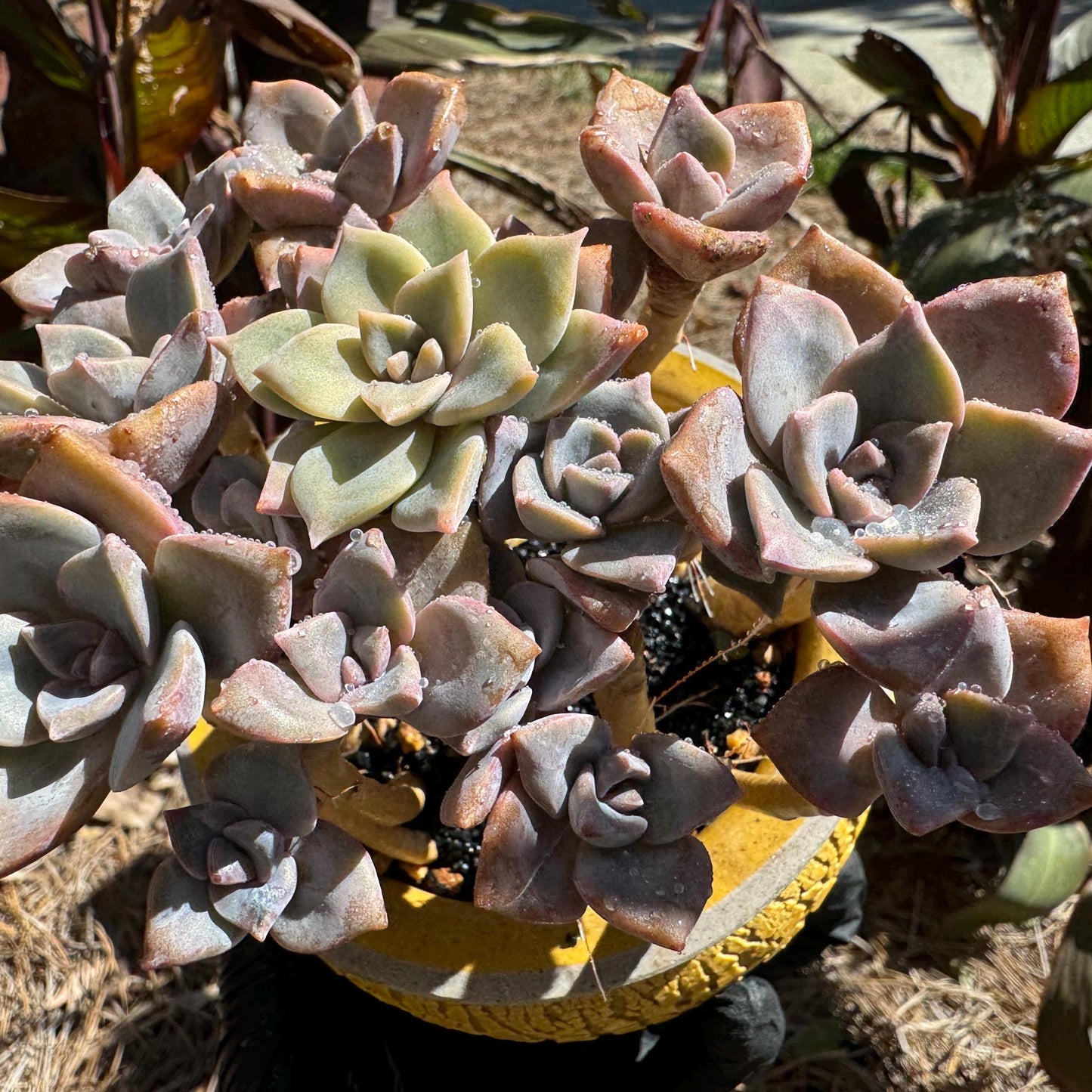 Graptoveria 'Mrs. Richards' cluster, (it maybe a separated cluster) high quality, Imported Rare Succulent, nice color