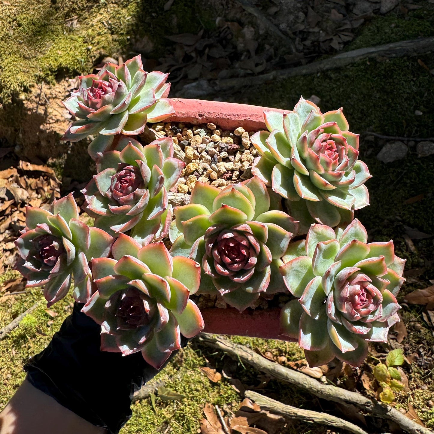 Echeveria 'Silhouette' cluster, 7 heads, nice color, Imported Rare Succulent, Bare Root, live plant