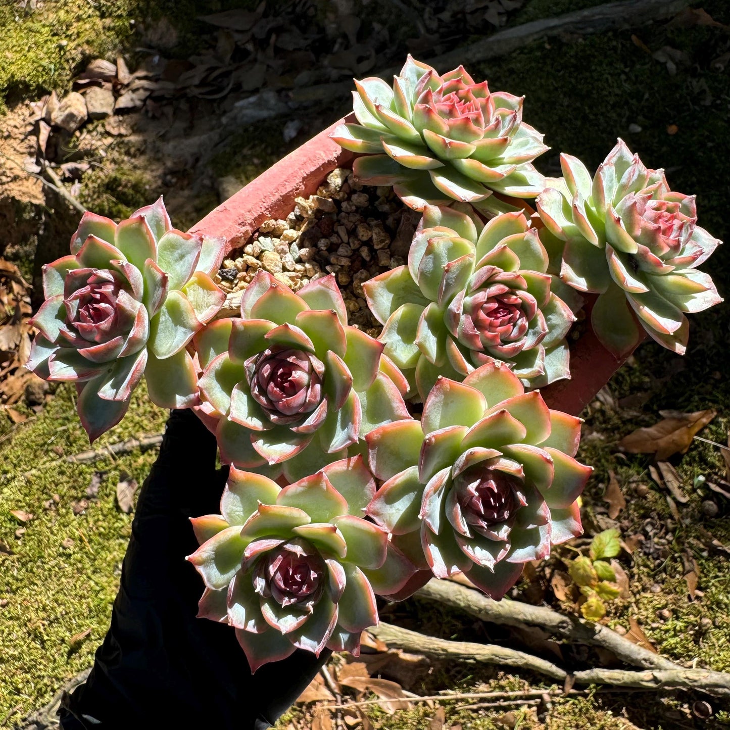 Echeveria 'Silhouette' cluster, 7 heads, nice color, Imported Rare Succulent, Bare Root, live plant