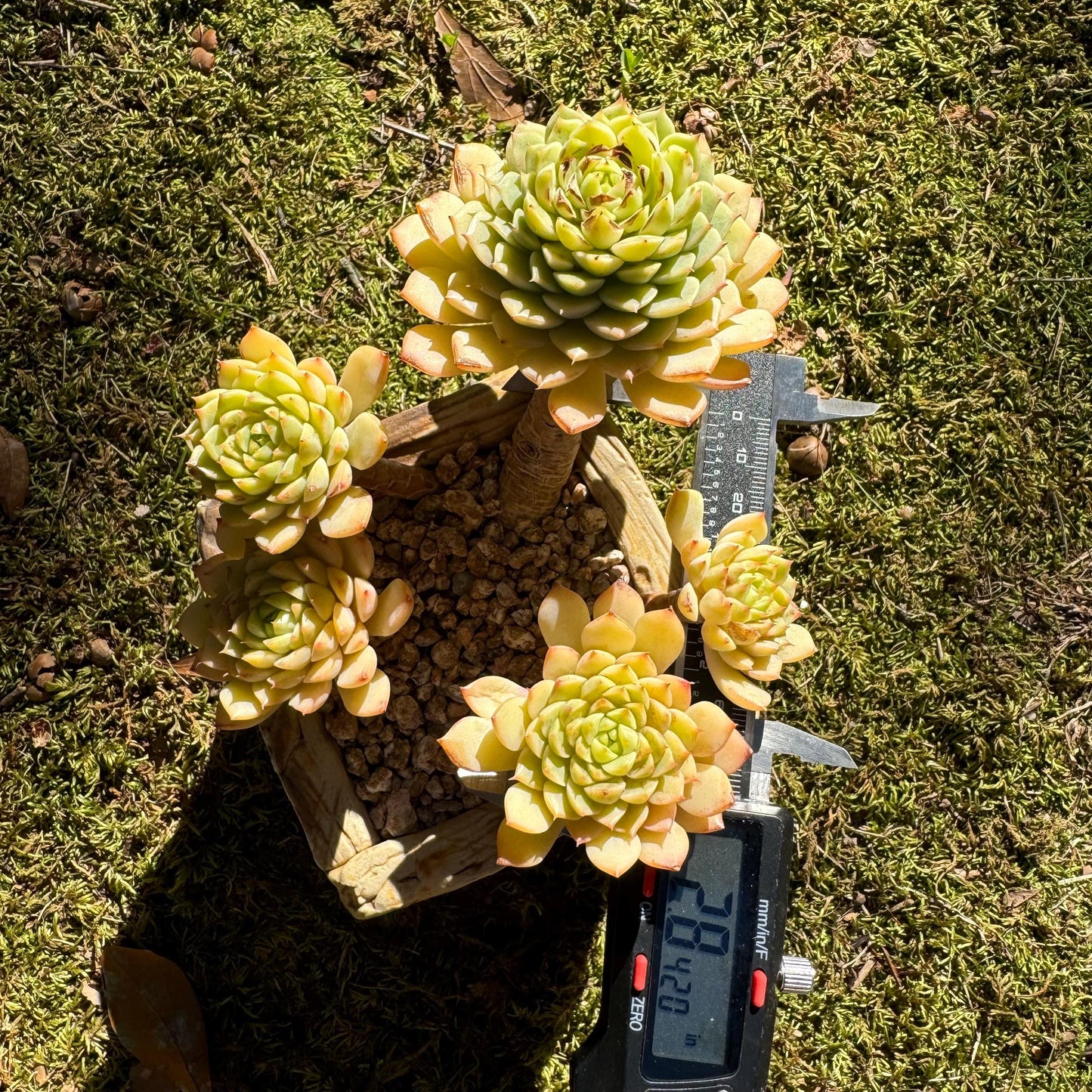 Big sale! Echeveria 'maple' cluster, (some leaves were burn by sun )  nice color, Imported Rare Succulent, live plant