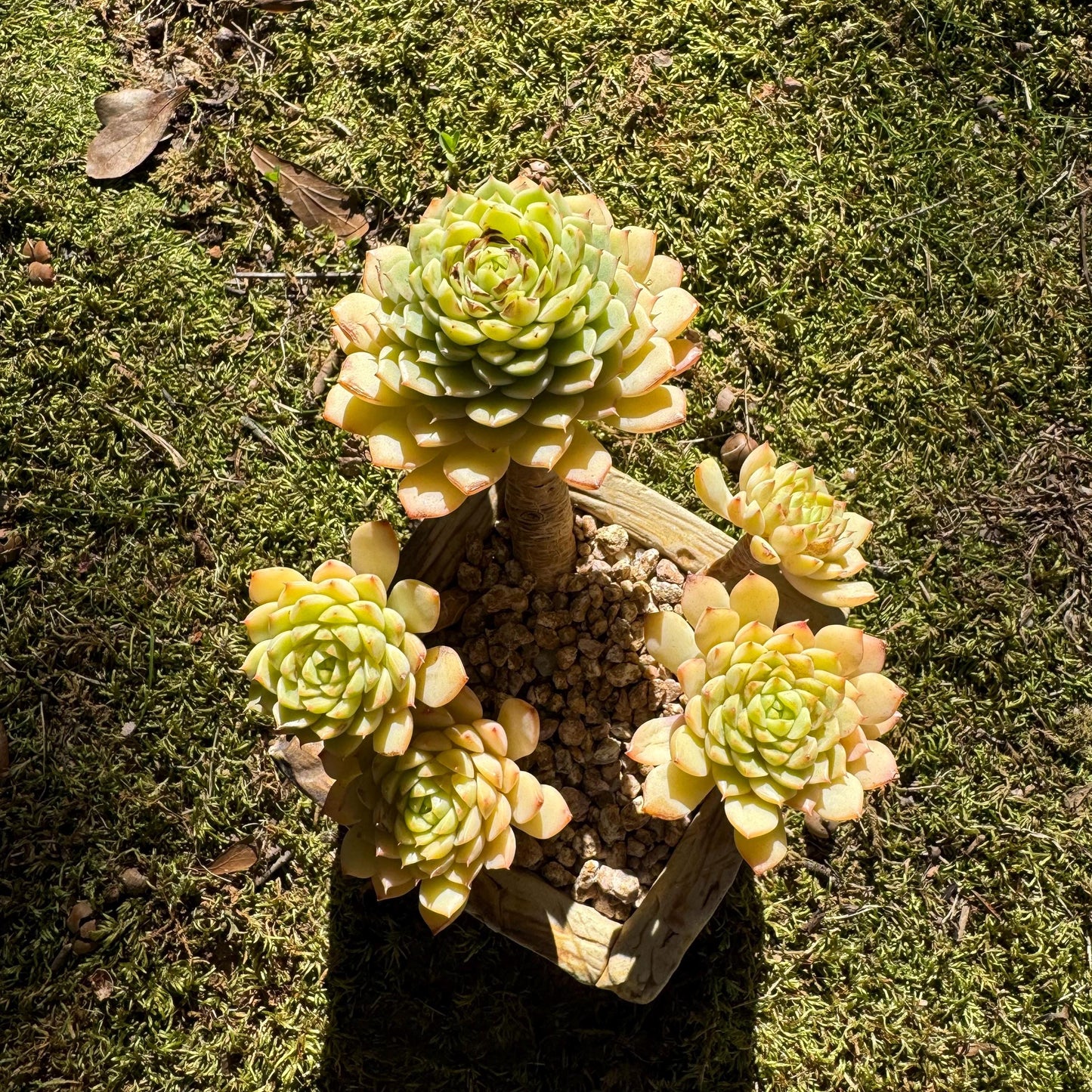 Big sale! Echeveria 'maple' cluster, (some leaves were burn by sun )  nice color, Imported Rare Succulent, live plant