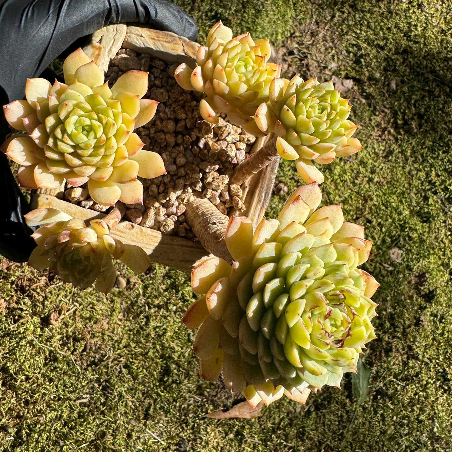 Big sale! Echeveria 'maple' cluster, (some leaves were burn by sun )  nice color, Imported Rare Succulent, live plant