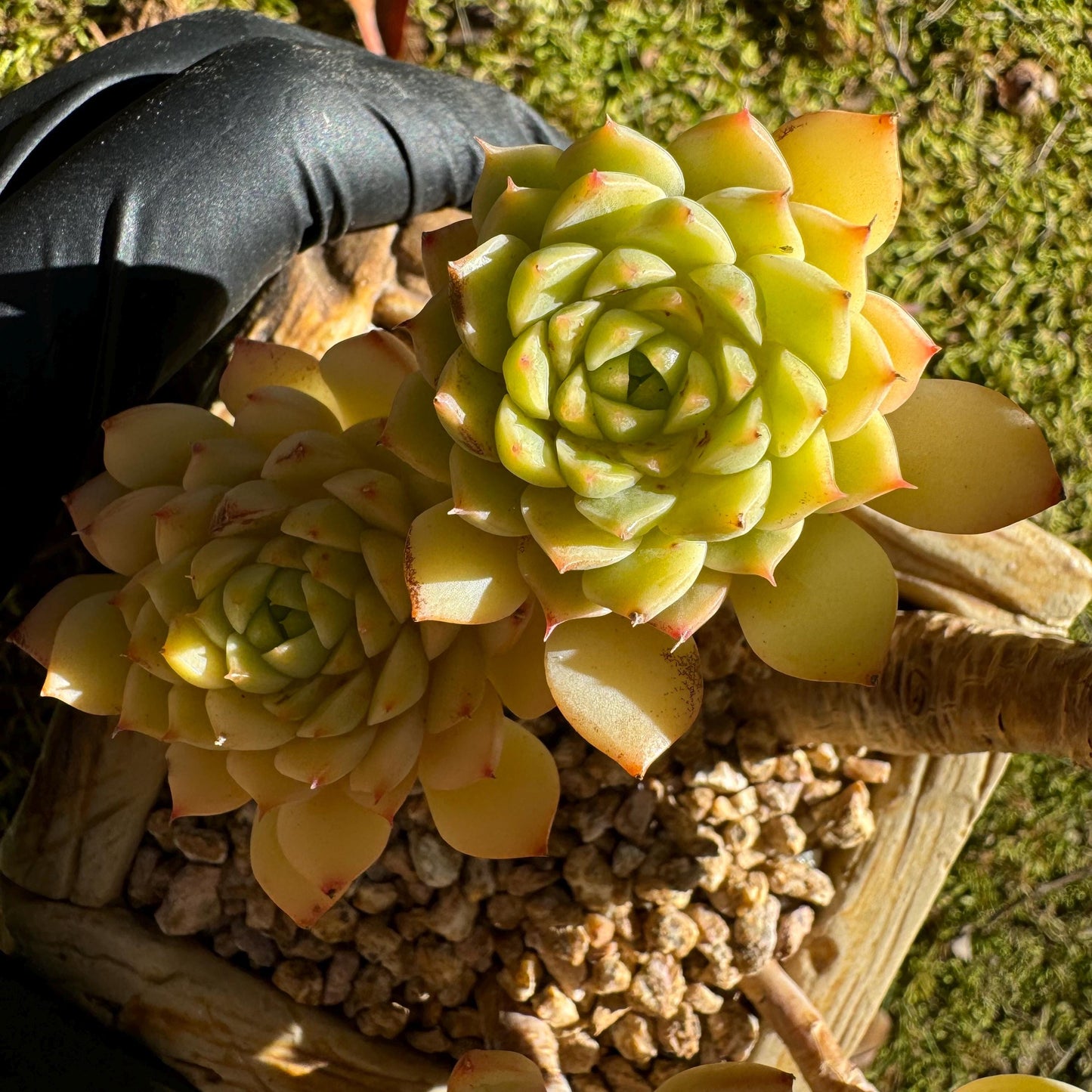 Big sale! Echeveria 'maple' cluster, (some leaves were burn by sun )  nice color, Imported Rare Succulent, live plant