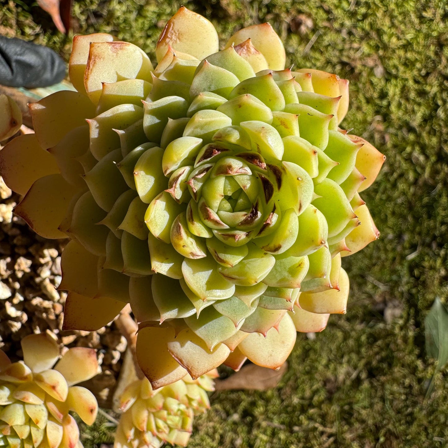 Big sale! Echeveria 'maple' cluster, (some leaves were burn by sun )  nice color, Imported Rare Succulent, live plant