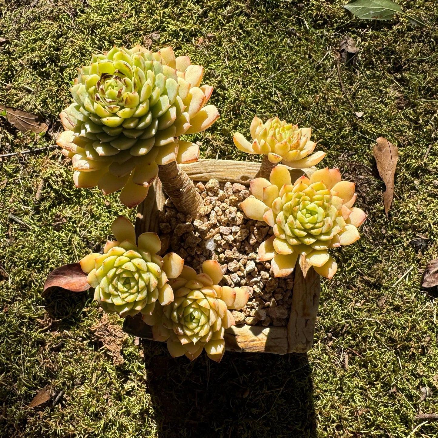 Big sale! Echeveria 'maple' cluster, (some leaves were burn by sun )  nice color, Imported Rare Succulent, live plant