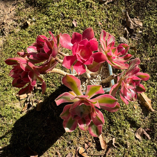 Aeonium' Pink Witch' cluster, Bare Root, Imported Rare Succulent, beautiful color, gift