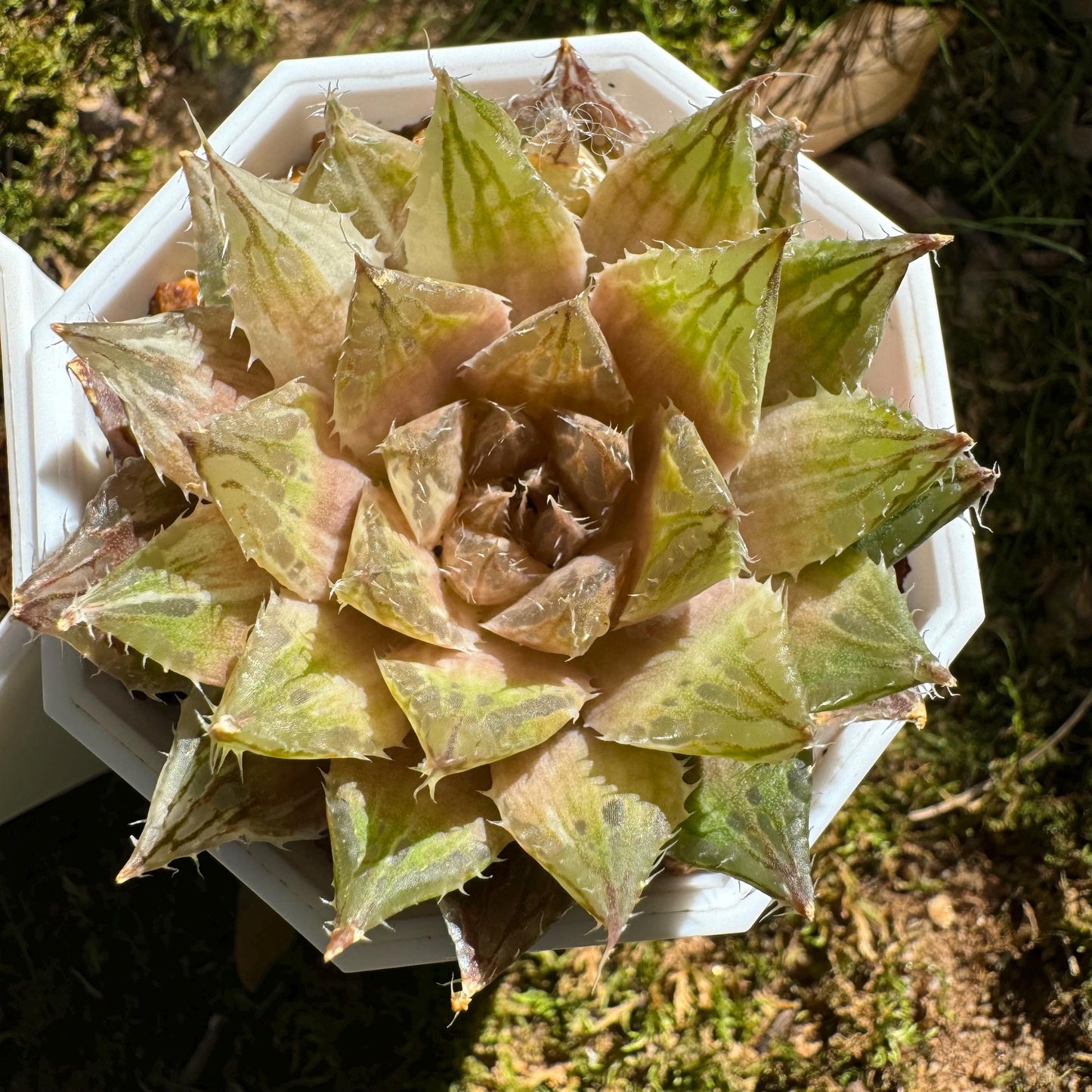 Haworthia Variegated, single head, 2.1 inches, bare Root, Imported Rare Succulent