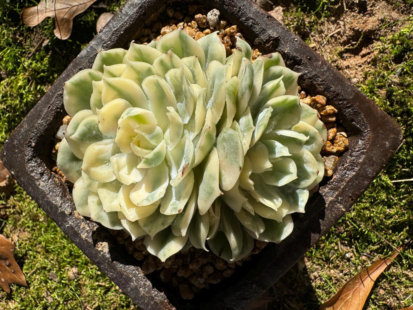 Echeveria 'Onslow white Variegated', 2 big heads, only one, nice color, bare Root, Imported Rare Succulent, live plant