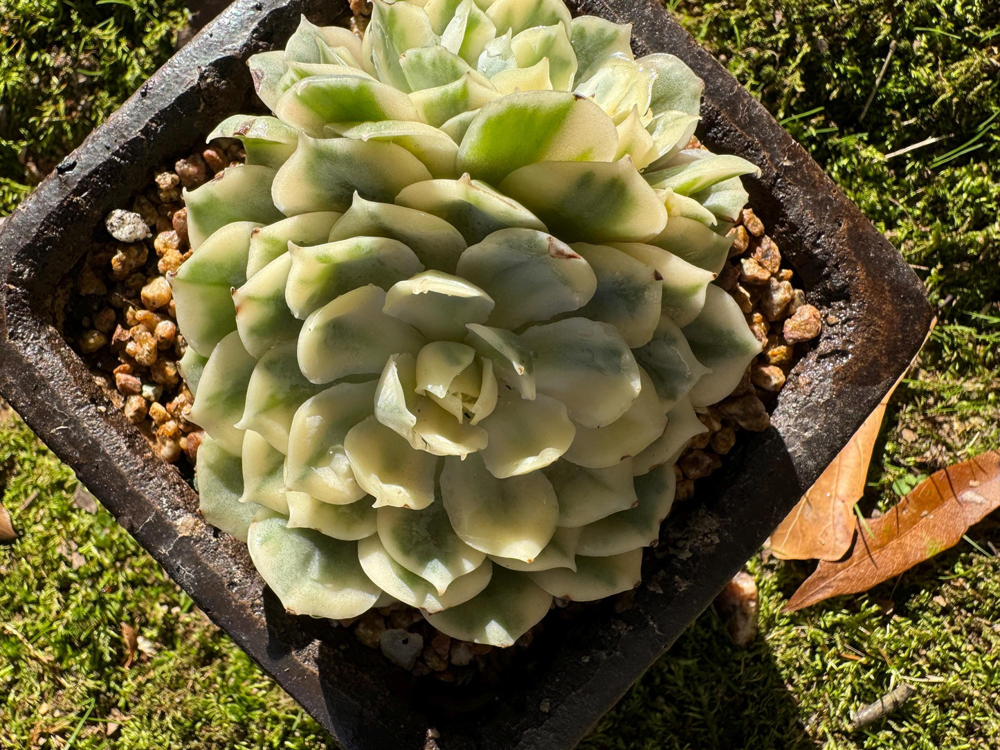 Echeveria 'Onslow white Variegated', 2 big heads, only one, nice color, bare Root, Imported Rare Succulent, live plant