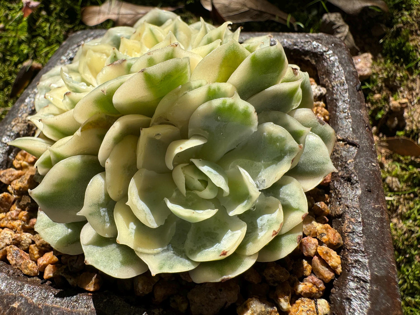 Echeveria 'Onslow white Variegated', 2 big heads, only one, nice color, bare Root, Imported Rare Succulent, live plant