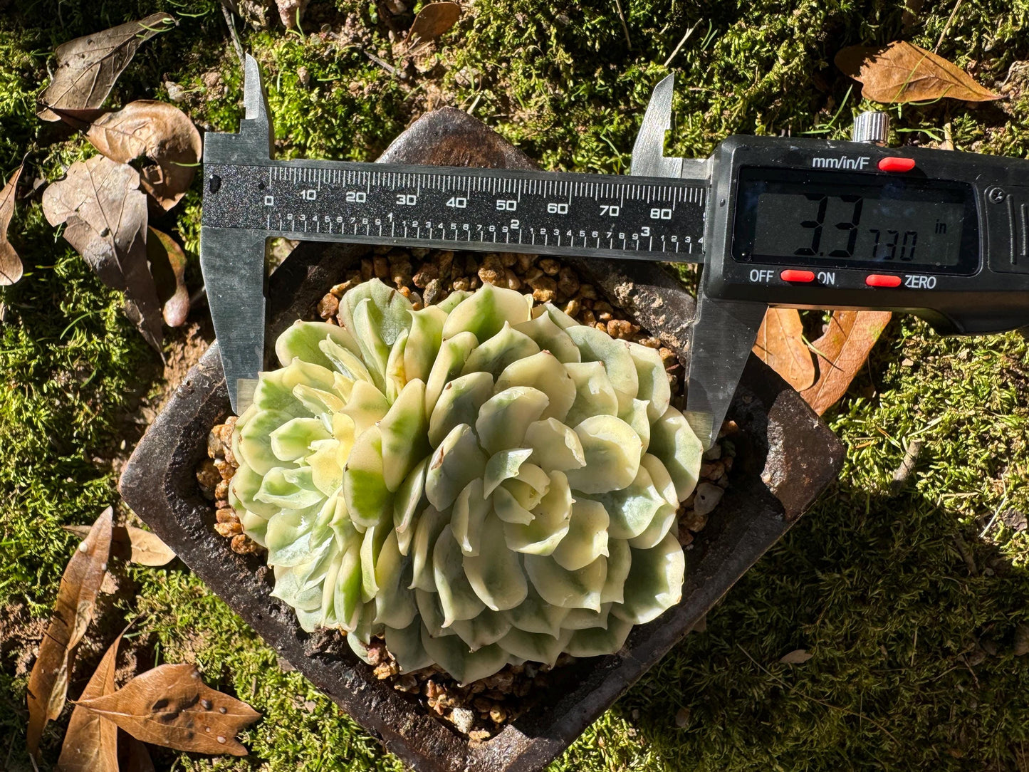 Echeveria 'Onslow white Variegated', 2 big heads, only one, nice color, bare Root, Imported Rare Succulent, live plant