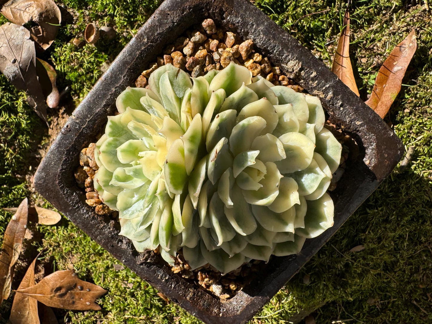 Echeveria 'Onslow white Variegated', 2 big heads, only one, nice color, bare Root, Imported Rare Succulent, live plant