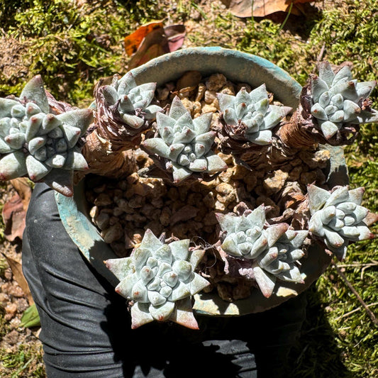 Dudleya greenei 'white sprite' small Cluster, nice color, live plant, imported Succulent