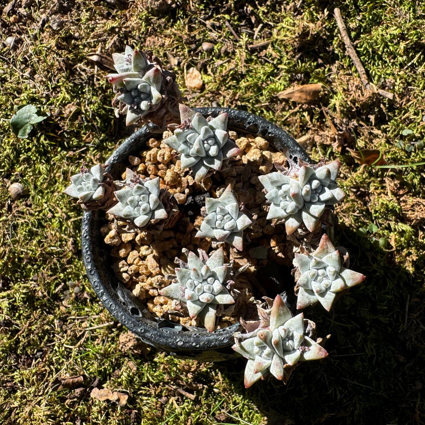 Dudleya greenei/white 'sprite' small Cluster, nice color, live plant, imported Succulent