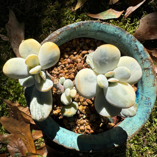 Cotyledon Orbiculate Variegated, 2 heads, 2.6 inches, bare Root, Imported Rare Succulent, live plant