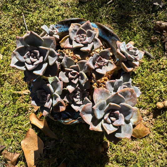 Graptoveria 'Mrs Richards'cluster, (it maybe a seperated cluster), a little scar on leaves, live Succulent