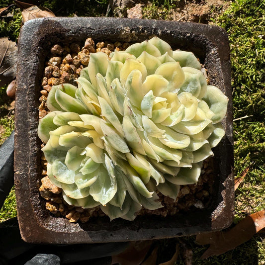 Echeveria 'Onslow white Variegated', 2 big heads, only one, nice color, bare Root, Imported Rare Succulent, live plant