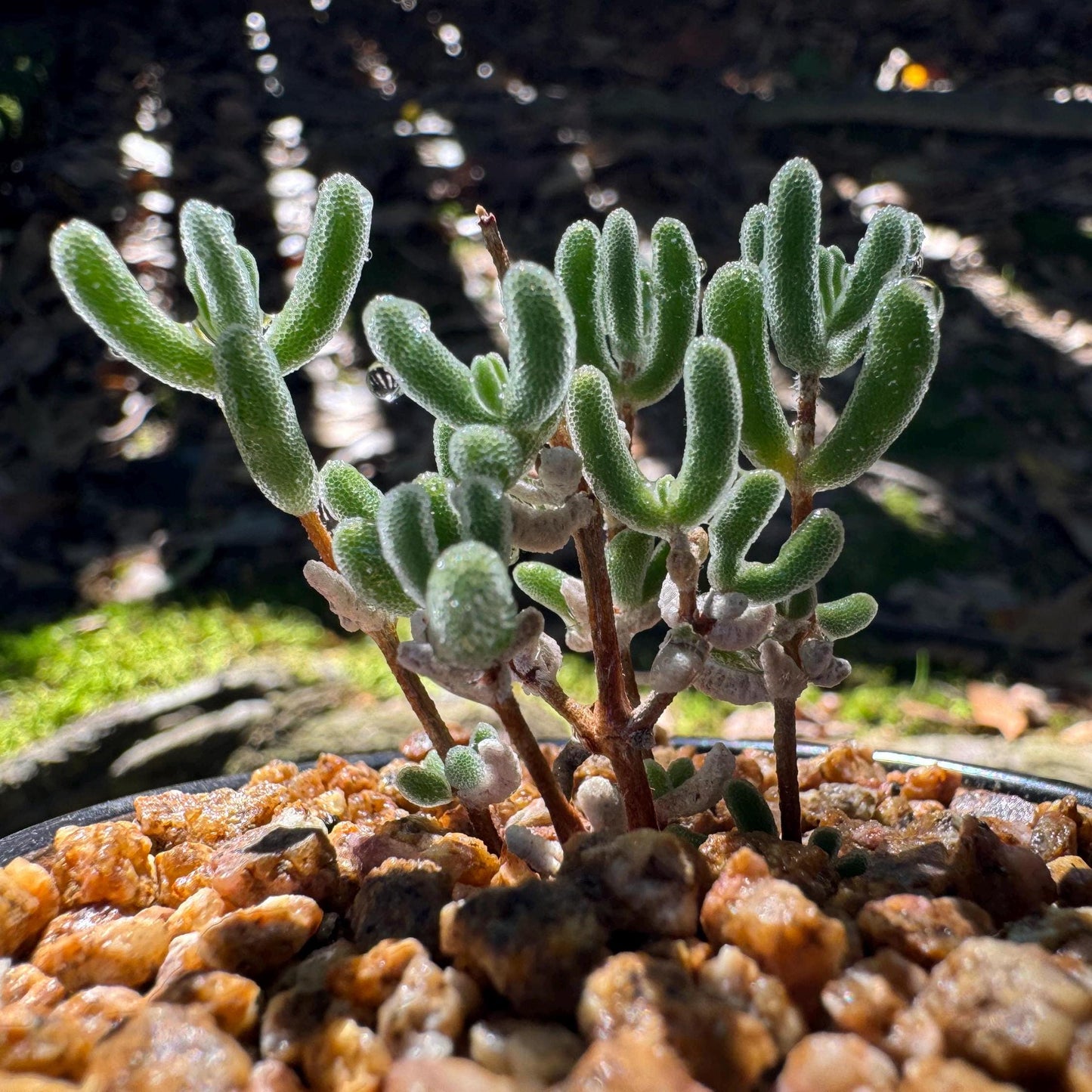 Drosanthemum 'Diamond', mini size, Bare Root, Imported Rare Succulent, live plant