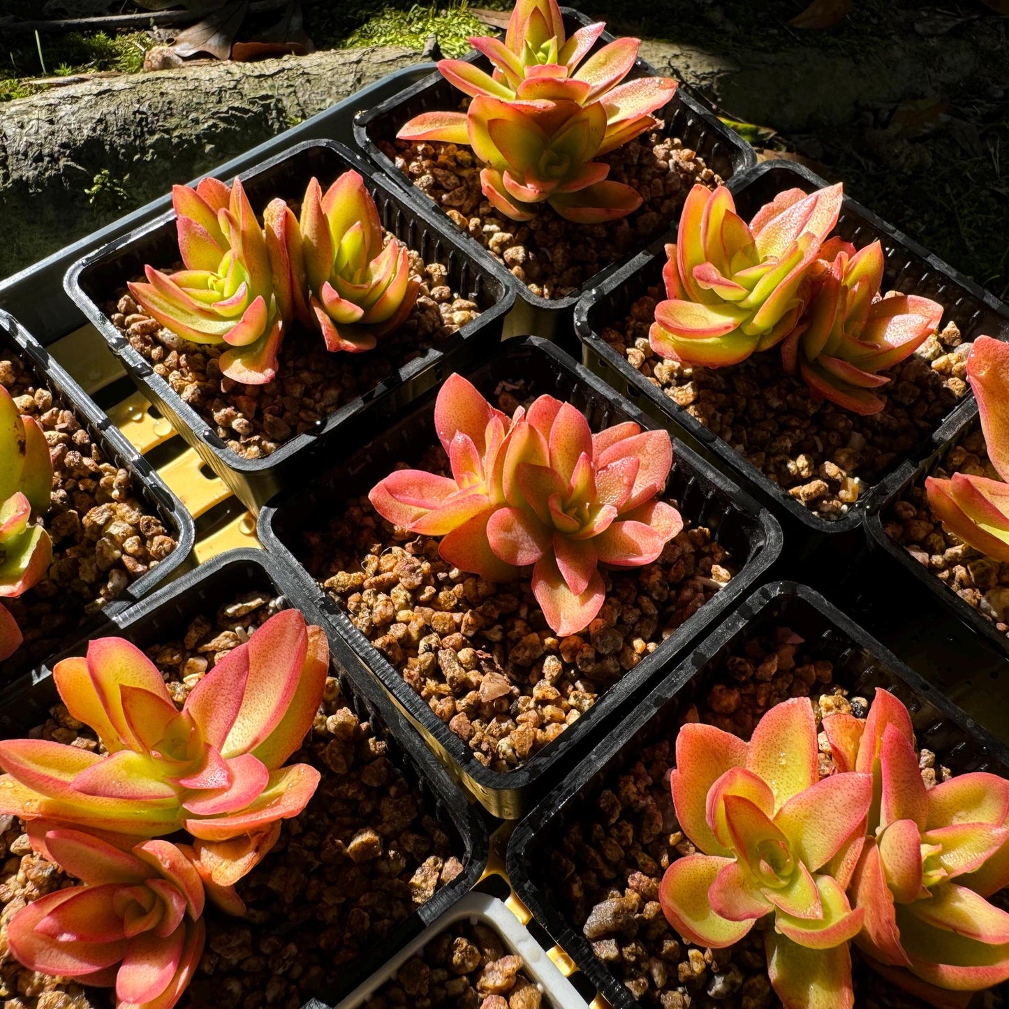 Crassula 'Campfire', 2 heads, nice color (fade a little in transit), 2 inches, Bare Root, Imported Rare Succulent, live plant