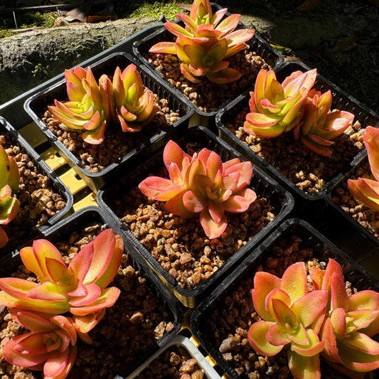 Crassula 'Campfire', 2 heads, nice color (fade a little in transit), 2 inches, Bare Root, Imported Rare Succulent, live plant