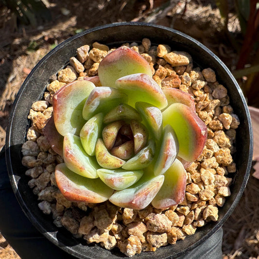 Echeveria 'Baroque', new hybrid, 1.5 inches, small single head, nice color, Bare Root, Imported Rare Succulent, live plant