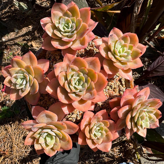 Echeveria 'Silk Veil' big seperated  cluster, 4.8 inches, 7 heads, nice color, Imported Rare Succulent, Bare root, live plant, gift