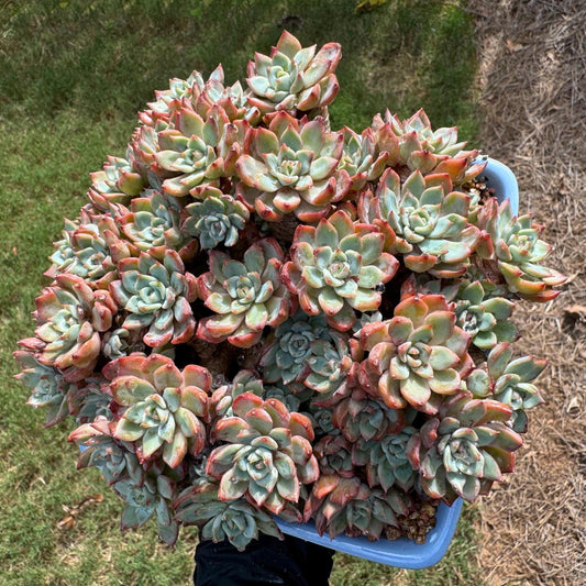 Echeveria 'mini hook' cluster, a lots of heads, 6 inches, Bare Root, Imported Rare Succulent, live plant