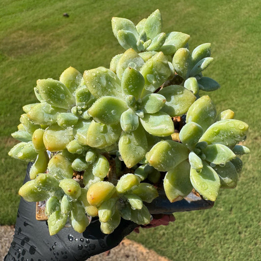 Echeveria 'cheese cake' cluster, succulent plant, Bare Root, Imported Rare Succulent, live plant