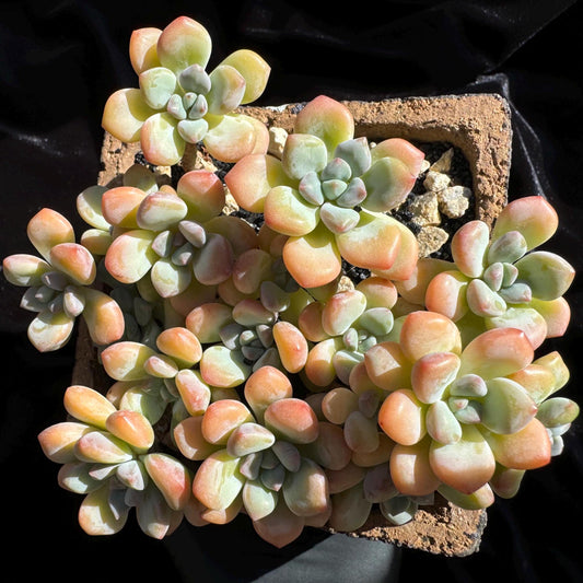 Graptosedum 'miul sp.', big cluster, a lots of heads, 4.3 inches, bare Root, nice color, Imported Rare Succulent