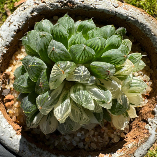 Haworthia' Cooperi Variegated' cluster, 2.4 inches, Bare Root, Imported Rare Succulent, live plant