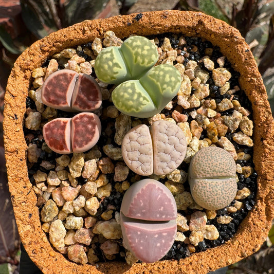 5 pcs 'Lithops mix', small size, nice color,  Imported Rare Succulent, Bare Root, live plant