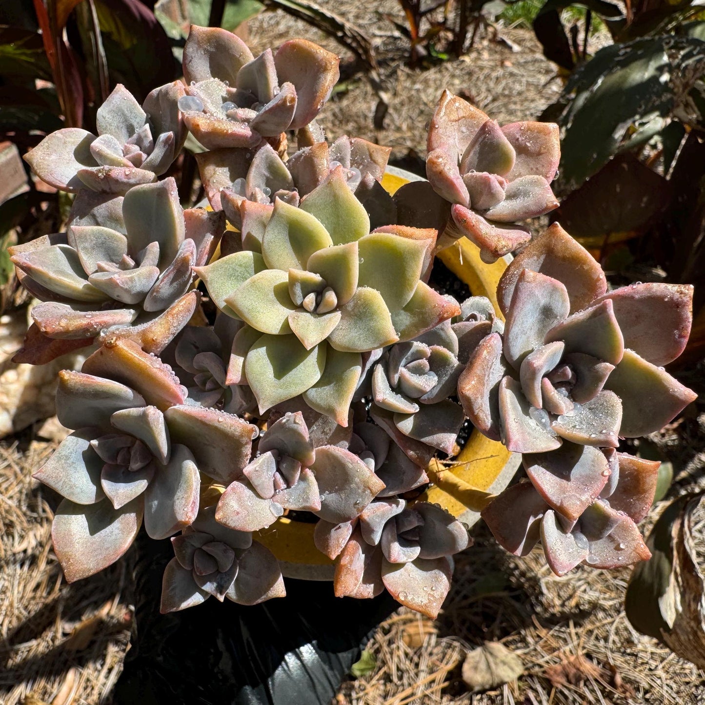 Graptoveria 'Mrs. Richards' cluster, (it maybe a separated cluster) high quality, Imported Rare Succulent, nice color