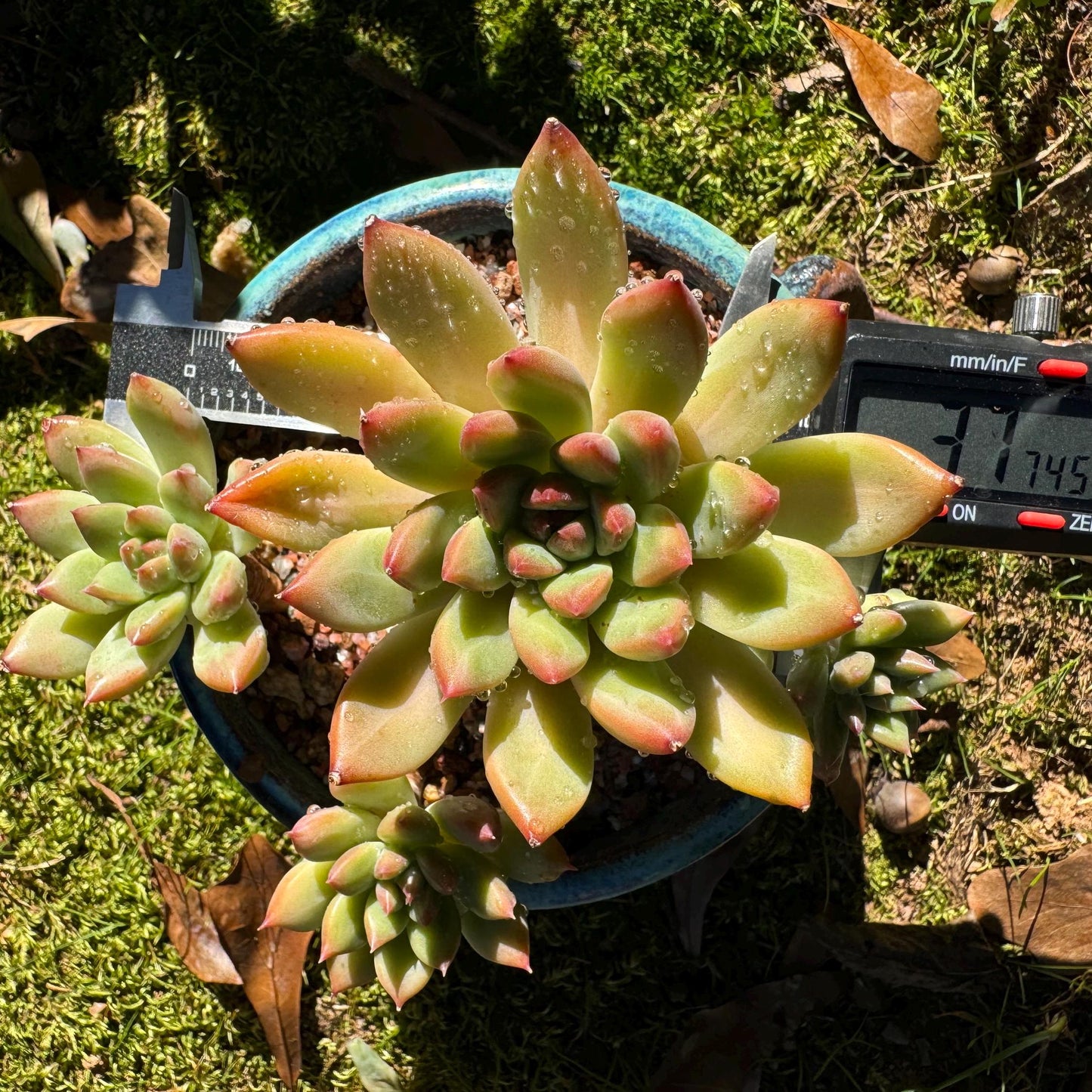 Echeveria 'agavoides sp.' cluster, 4 heads, nice color, good shape, Imported Rare Succulent, live plant