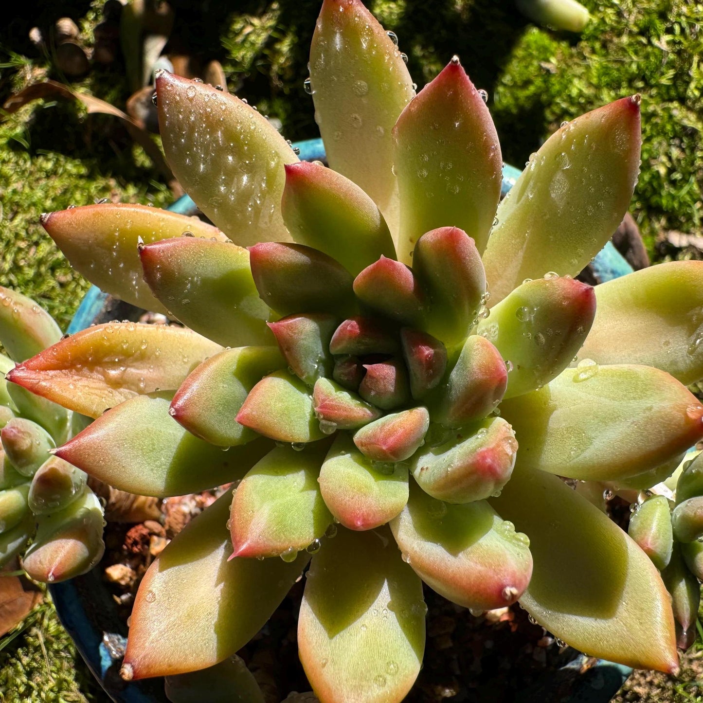 Echeveria 'agavoides sp.' cluster, 4 heads, nice color, good shape, Imported Rare Succulent, live plant