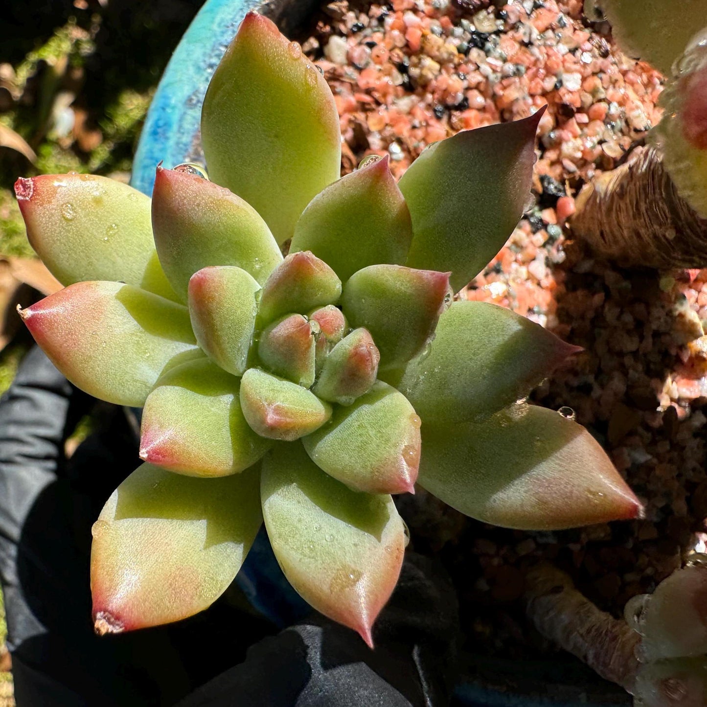 Echeveria 'agavoides sp.' cluster, 4 heads, nice color, good shape, Imported Rare Succulent, live plant